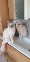30 фото с рэгдоллами, которые влюбят вас в эту породу