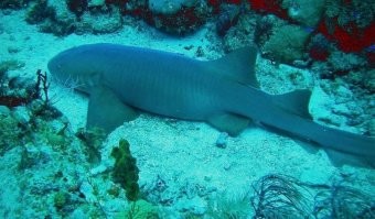 "Интересное наблюдение: если я вот так остановлюсь, то вокруг начинают скапливаться британские учёные",