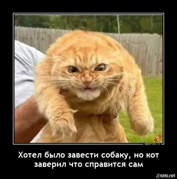 Пушистый защитник  маленьких и слабых