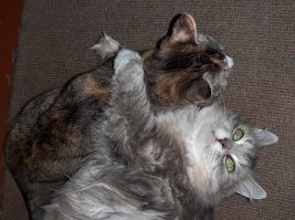 Самые уютные котообнимашки