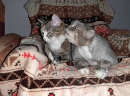 Самые уютные котообнимашки