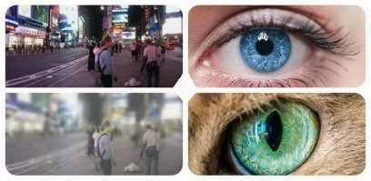 Что видит хозяйка глядя на кошку и наоборот