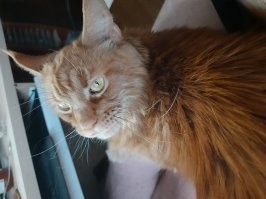 Мммм.... Как же я люблю эти 5 кг. тяжёлого, пушистого, мурчащего мейн-куна))))