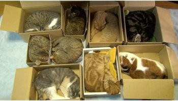 Тоже мне, охотники! 

Разложите коробки по острову, кошачие сами придут. 
А там сортируйте, домашние, дикие, стерилизованные или нет. 

На всех действует.