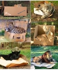 Тоже мне, охотники! 

Разложите коробки по острову, кошачие сами придут. 
А там сортируйте, домашние, дикие, стерилизованные или нет. 

На всех действует.