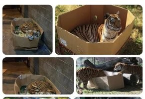 Тоже мне, охотники! 

Разложите коробки по острову, кошачие сами придут. 
А там сортируйте, домашние, дикие, стерилизованные или нет. 

На всех действует.