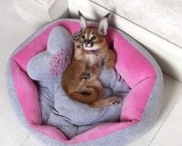 Это что за порода такая?