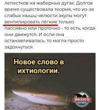 Бессонница акул: правда или миф