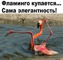 30 фотогеничных животных, которые шикарно получились на снимках