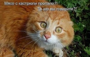 Потрясён, поражён, обескуражен: как умеют удивляться разные животные