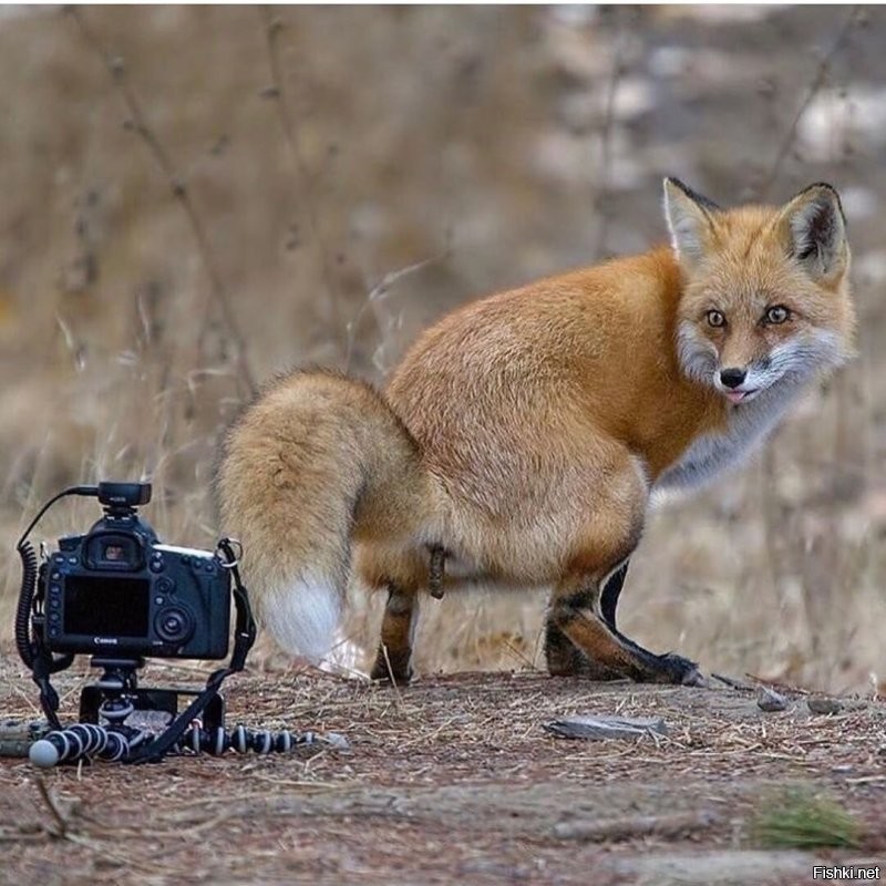 30 фотогеничных животных, которые шикарно получились на снимках