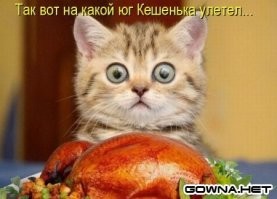 Потрясён, поражён, обескуражен: как умеют удивляться разные животные