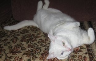 "А у вас есть знакомые альбиносы?"

Ну, типа – да. И зовут его "Крысюня"