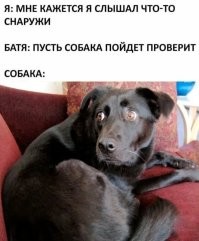 Потрясён, поражён, обескуражен: как умеют удивляться разные животные