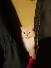 Часов пять кота не видно и не слышно. Забеспокоились, обшарили квартиру: а он сидел в стенном шкафу среди курток.
