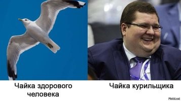 В Бельгии прошёл чемпионат по подражанию крикам чаек