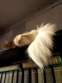 На фоне стены, над дизайном которой много работали эти самые лапки.