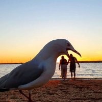 15 фотобомб от животных, которые внезапно внедрились на фото