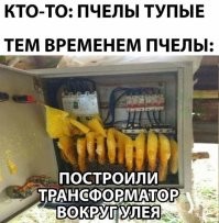Трансформатор? Да тут и правда не пчёлы тупые...
