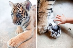 Котики, у которых лапки. Да ещё какие