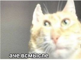 Котики, у которых лапки. Да ещё какие