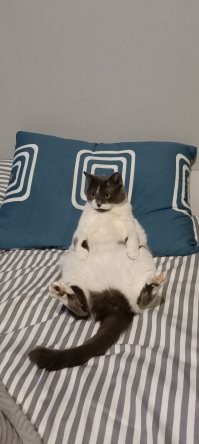 Котики, у которых лапки. Да ещё какие