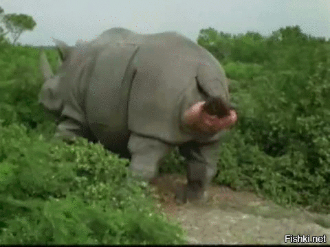 Последние кадры встречи россиянина и носорога в Непале попали на видео