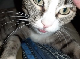 Котики, у которых лапки. Да ещё какие