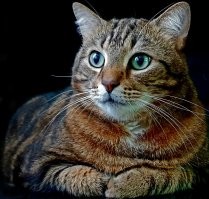 Клёпокот Светлый, обладатель лучших лапок. Почтим его память вставанием...