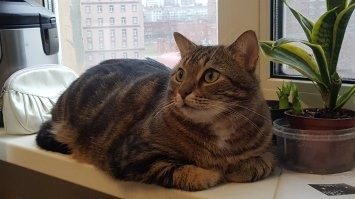 Клёпокот Светлый, обладатель лучших лапок. Почтим его память вставанием...