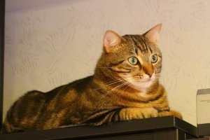 Клёпокот Светлый, обладатель лучших лапок. Почтим его память вставанием...