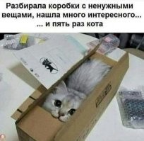 17 хвостатых , которые вывели юмор на новый уровень