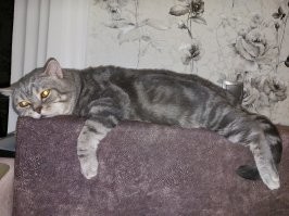 Мой питомец умаялся)