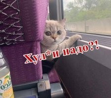 Фотоприколы и&nbsp;прикольные картинки