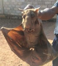 Да это ж Пегас!!!