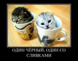 Коты, которые могут принять любую форму и поместиться туда, куда, казалось бы, невозможно