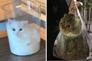 Коты это жидкость :)