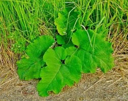 Что использовали люди до появления туалетной бумаги?