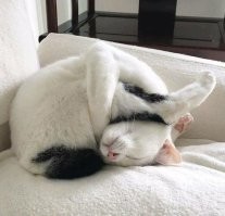 Коты, которые могут принять любую форму и поместиться туда, куда, казалось бы, невозможно