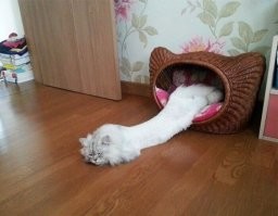 Давно известно, что коты это жидкость.