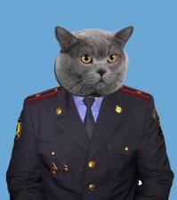 В Индии слон доходчиво объяснил женщине где её место