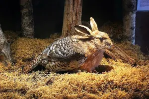 Это сквадер. Чучело есть в одном шведском музее.