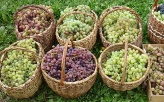 Ну, как же?! Вы разве не заметили, как разительно изменились корзины?