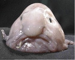 Медузы, которые выглядят как нечто странное и невероятное