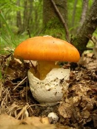 Съедобный мухомор. Говорят, что очень вкусный, но в наших широтах не встречается - теплолюбив. Бывает, пишут, на Северном Кавказе.