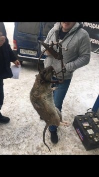 свои имеются...