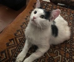 "22 апреля Зеленоградске состоялась торжественная церемония награждения лауреатов первой и на данный момент единственной в мире Международной премии Мой ласковый и нужный зверь." "Третье место по решению жюри присуждено сразу двум номинантам – это чёрный терьер Челси из Калининграда, ставшая донором и спасшая десятки жизней своих собратьев. А также кот Пузик из Саратова, который в марте прошлого года помог своему хозяину вовремя выбраться из горящей квартиры. Маленький кот чуть сам не погиб, его нашли в задымлённой квартире и вынесли на улицу пожарные, после чего привели в чувство при помощи кислорода. Дежурный караул 6-й пожарно-спасательной части ГУ МЧС по Саратовской области (начальник караула Дмитрий Маяков) удостоен почётного диплома премии. Отметим, что в Зеленоградск Пузик приехал получить награду лично вместе с юной хозяйкой Олесей. Для девушки и кота это был первый в жизни перелёт на самолёте, который героический кот перенёс достойно" " Дипломантами премии среди животных стали ещё два кота – Мурзик из города Шахты Ростовской области, спавший свою семью от змеи. И кот Мостик – талисман Крымского моста, который помог отыскать хозяев потерявшейся на Кубани собаке." Но кроме котов было много номинатнов и победителей. Обладателем звания «Народный герой» среди братьев наших меньших стал пёс Сармат из Сыктывкара (посмертно) – в ходе интернет-голосования он получил поддержку в 211 377 голосов. Пёс погиб в сентябре 2022 года в зоне проведения специальной военной операции. Он стал настоящей легендой в Республике Коми, где ему планируется установить памятник. На фото его хозяин мужчина в форме в центре.
 Второе место бордер-колли Торин из Башкирии. Спастель. Помогал после землетрясения в Турции

 По материалам газеты "Волна".