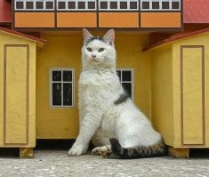 Зато  у них нет бродячих животных. Нет и всё решили ведь проблему. Так чего теперь жаловаться? А у нас вот в городе котов с крысами проблема не стоит. Вот один из наших защитников. Царь. Очень приятно, царь.)))))