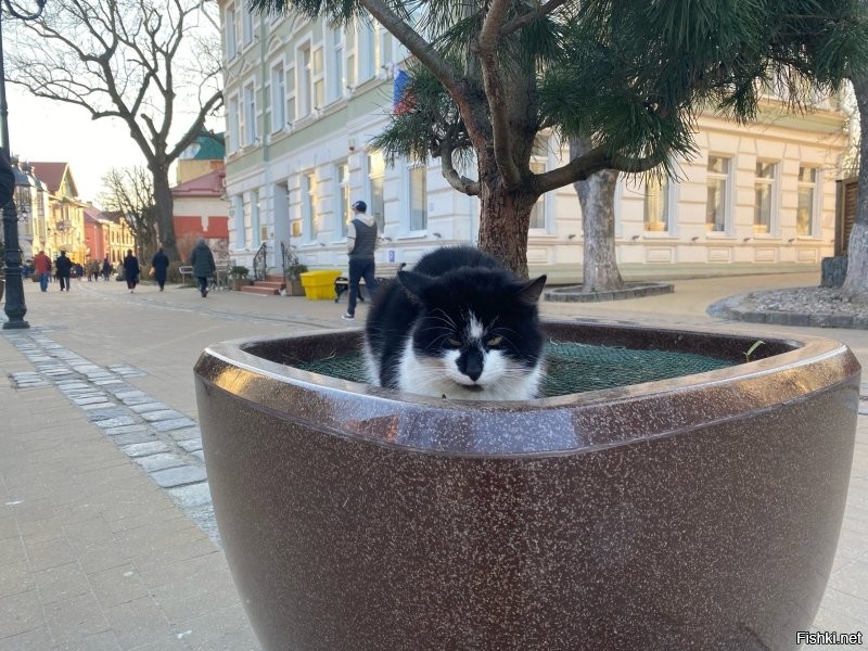 Ловят. Не все конечно. Однако крысы тоже не дуры. Если есть коты, то они предпочтут поселиться подальше от кота. Во всяком случае, я привела конкретный пример нашего города. У нас тоже очень, просто очень много едален. Туристический же город. То есть отходов более чем хватает. И вывоз мусора, особенно в туристический сезон оставляет желать лучшего.  Но! Возле каждой едальни пасется минимум пара, а то и гораздо больше кошек.  Они именно там постоянно присутствуют.  Конечно это не даёт расплодиться грызунам. Хотя коты не голодуют. Даже напротив, очень зажравшиеся. Но результат очевиден.
 Котов у нас любят, уважают и дают им свободу жить как нравится, а не только дома на подушке. 
 Вот у нас  какая открытка в нашей группе к празднику. И наши коты. Второе фото уже к приблежающемуся 9 мая.))