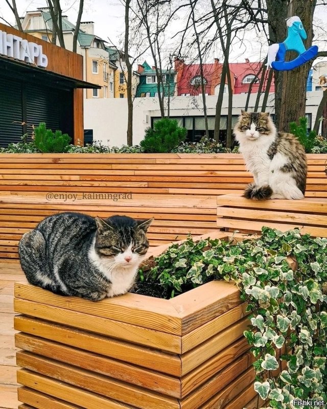 Ловят. Не все конечно. Однако крысы тоже не дуры. Если есть коты, то они предпочтут поселиться подальше от кота. Во всяком случае, я привела конкретный пример нашего города. У нас тоже очень, просто очень много едален. Туристический же город. То есть отходов более чем хватает. И вывоз мусора, особенно в туристический сезон оставляет желать лучшего.  Но! Возле каждой едальни пасется минимум пара, а то и гораздо больше кошек.  Они именно там постоянно присутствуют.  Конечно это не даёт расплодиться грызунам. Хотя коты не голодуют. Даже напротив, очень зажравшиеся. Но результат очевиден.
 Котов у нас любят, уважают и дают им свободу жить как нравится, а не только дома на подушке. 
 Вот у нас  какая открытка в нашей группе к празднику. И наши коты. Второе фото уже к приблежающемуся 9 мая.))